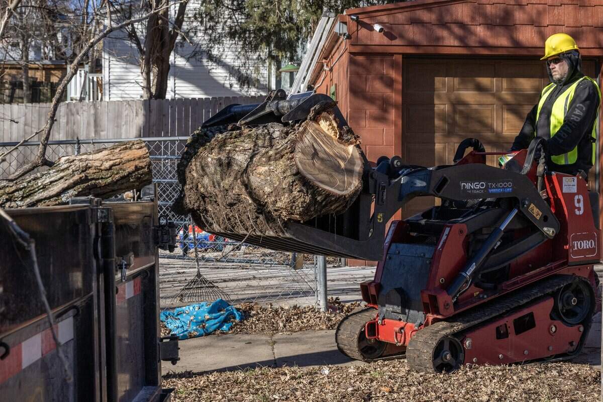 A tree removal crew uses a compact track loader to load a large section of a 250-year-old bur oak into a trailer during its removal on Wednesday, Jan. 14, 2026, in the Northeast neighborhood of Kansas City.