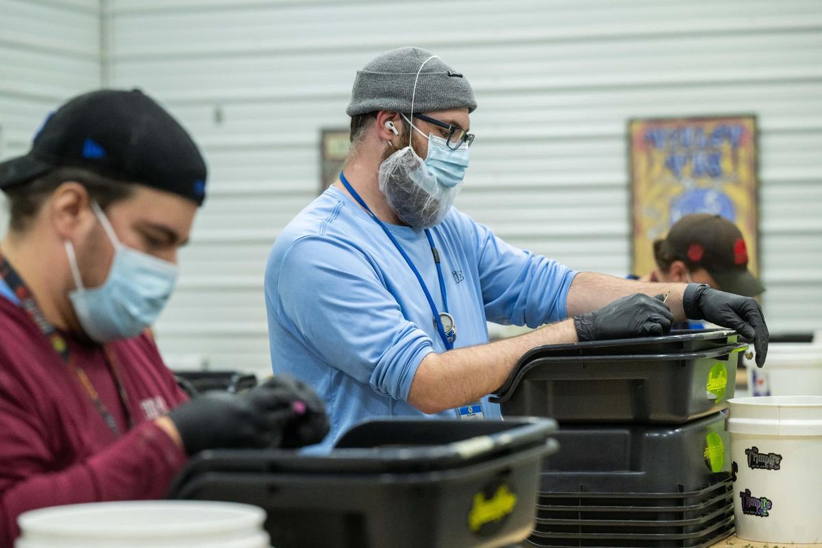 Workers work in the Trimpire, or the trimming room at the farm and production facility of Illicit Farms. This room is where workers trim individual marijuana flower buds to get rid of unwanted leaves and stems.