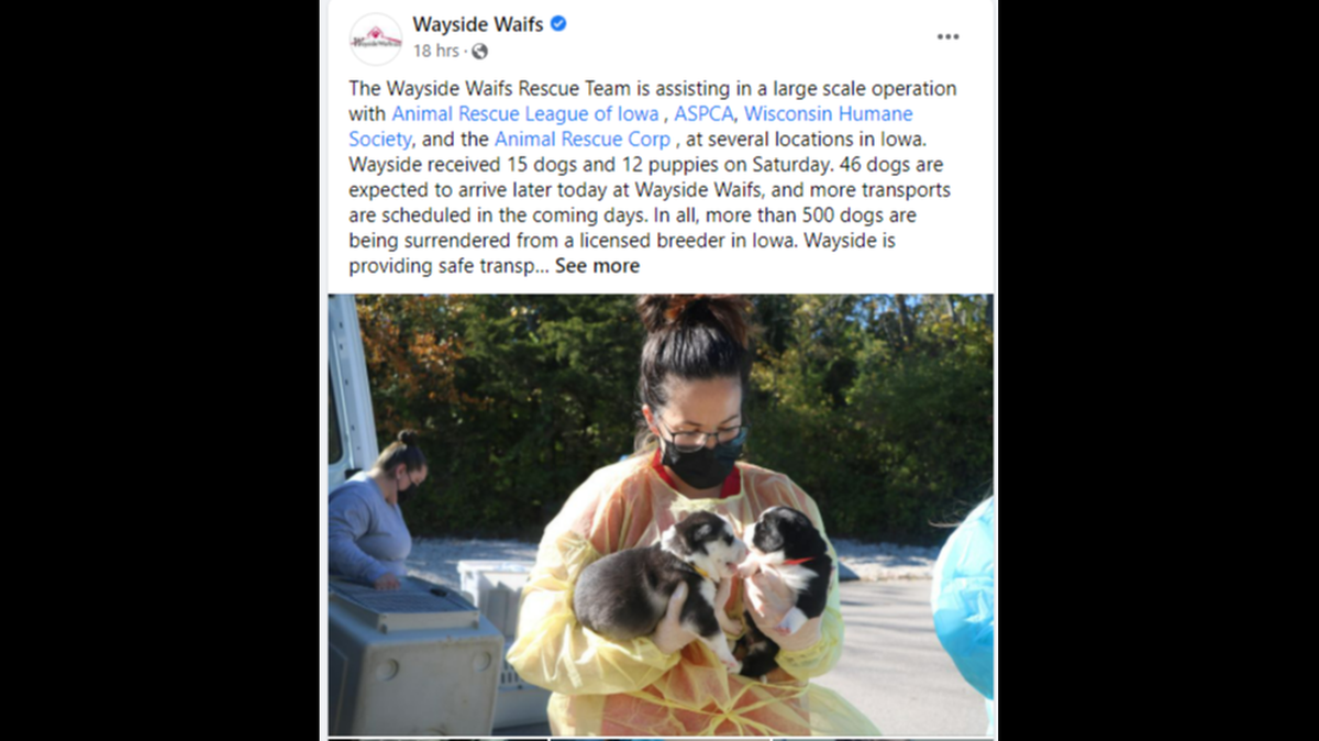 Wayside Waifs no-kill shelter in Kansas City is part of a rescue operation saving more than 500 dogs from a puppy mill in southern Iowa.