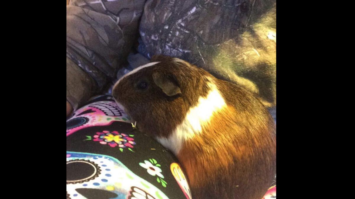 Alexia Carson, 17, of Goodland, Kansas, says a man tricked her into giving him her two pet guinea pigs - including Boy George, shown here - and that his friend then shot, skinned and ate the animals. Goodland police are investigating the incident.