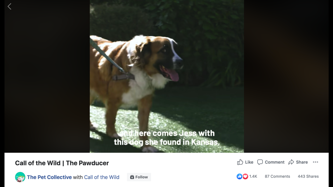 Dog used to film ‘Call of the Wild’ movie once was a starving stray in Kansas shelter