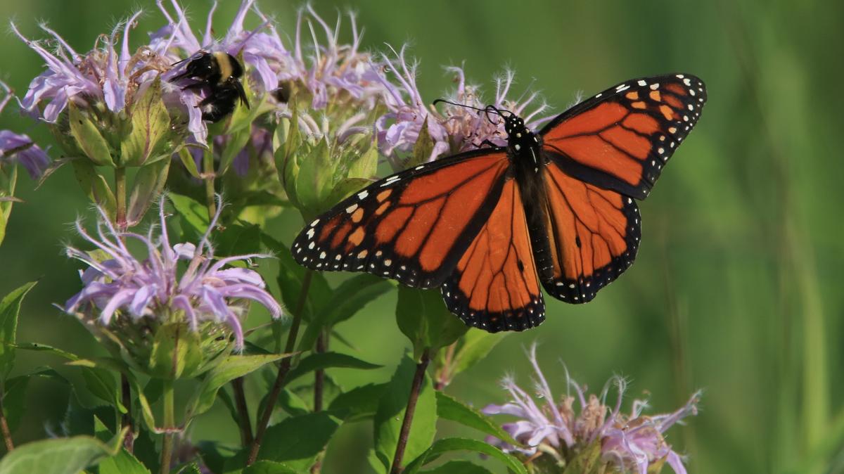 Insecticides can wipe out the good guys, such as Monarch butterflies.