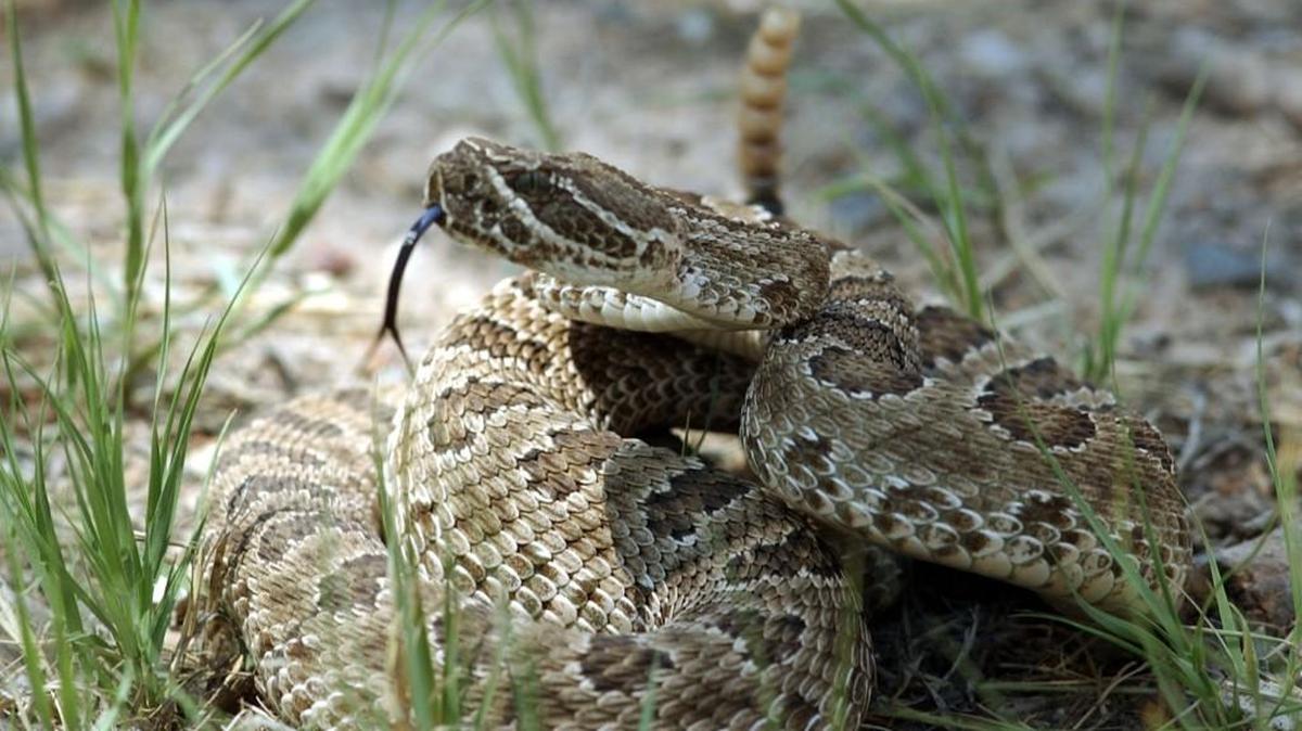 In Texas, there’s more than one kind of rattlesnake. Add those onto other dangerous snakes. So how does Austin make the “best places to live” list?