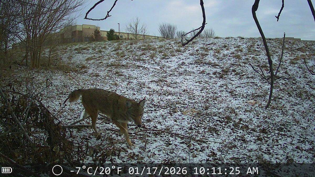 A trail camera shows a coyote in northeast Olathe on the morning of Jan. 17, 2026.