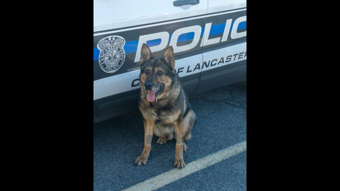 Zoltan, a German shepherd K-9 with the Lancaster City Bureau of Police, retires after an eight-year career due to advancing cancer.