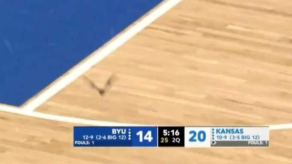 A bat interrupted the KU women’s basketball game on Wednesday.