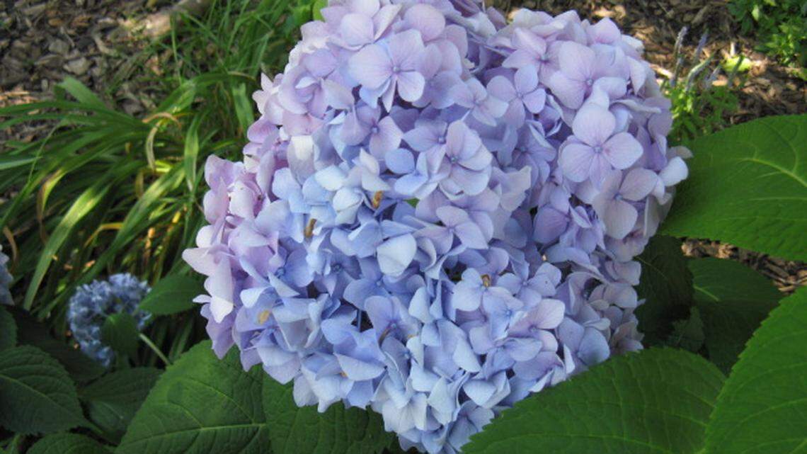Due to the high pH soil in the Kansas City area, the bigleaf hydrangea usually blooms pink. To get the blue shade, lower the pH with sulfur.