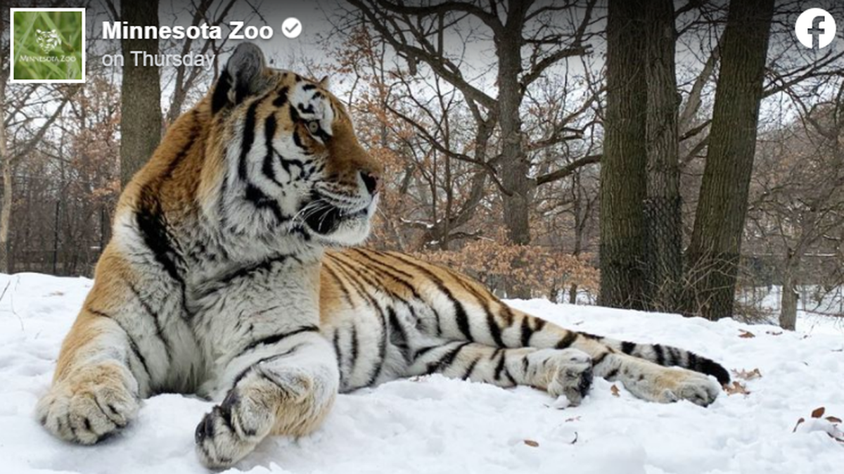 This rare Amur tiger named “Putin” died at 12-years-old during a “routine medical procedure,” according to the Minnesota Zoo.