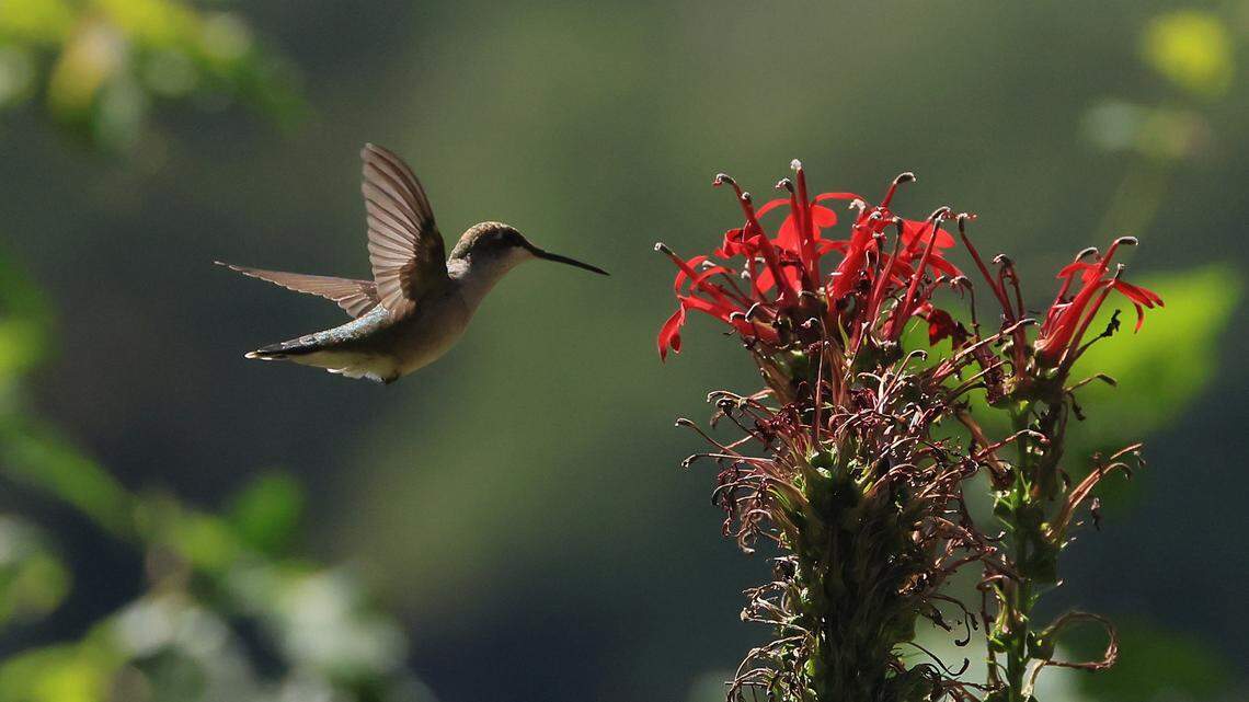 Love Hummingbirds? Best Plants and Flowers That Naturally Attract Them to Your Garden Now