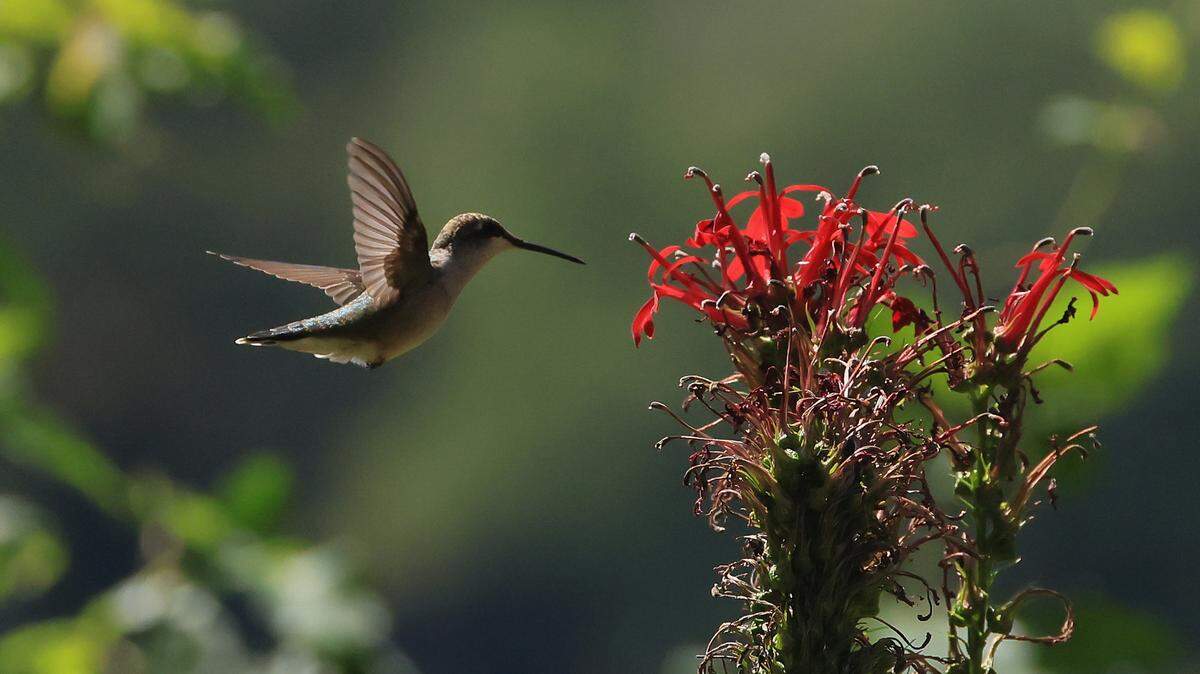 A hummingbird landing on a flower.
