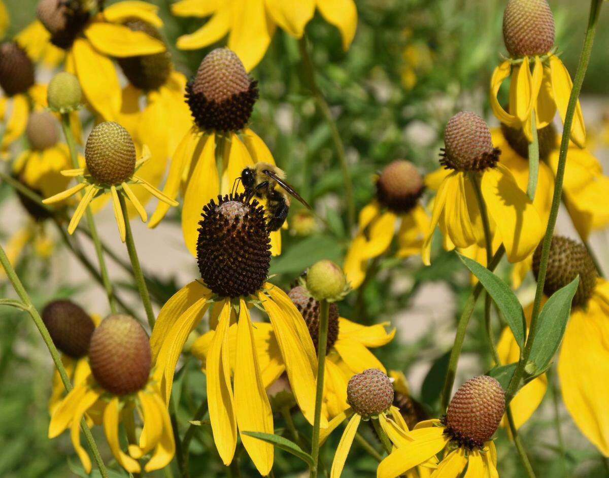 Coneflowers and other natives make our bees happy.