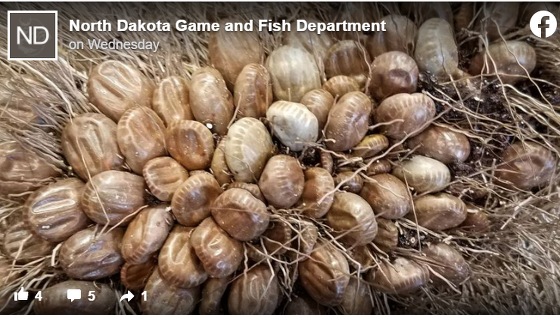 Winter ticks latch onto and drink the blood of moose exclusively.