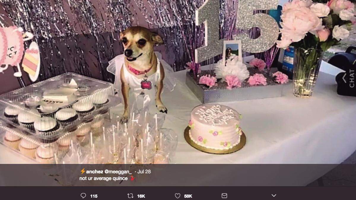 Miranda Sanchez of Corpus Christi, Texas, threw a quinceañera for her dog, Lupita Conchita, and her cousin posted photos of the fiesta on Twitter. Lupita is not the first four-legged animal to get a “Sweet 15” party.