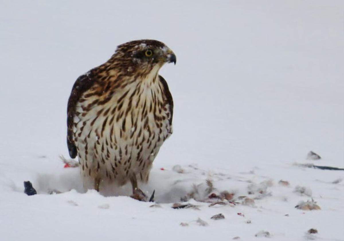 “Hawk snacking on Blue Jay in Fairway.” -Blane Reeves