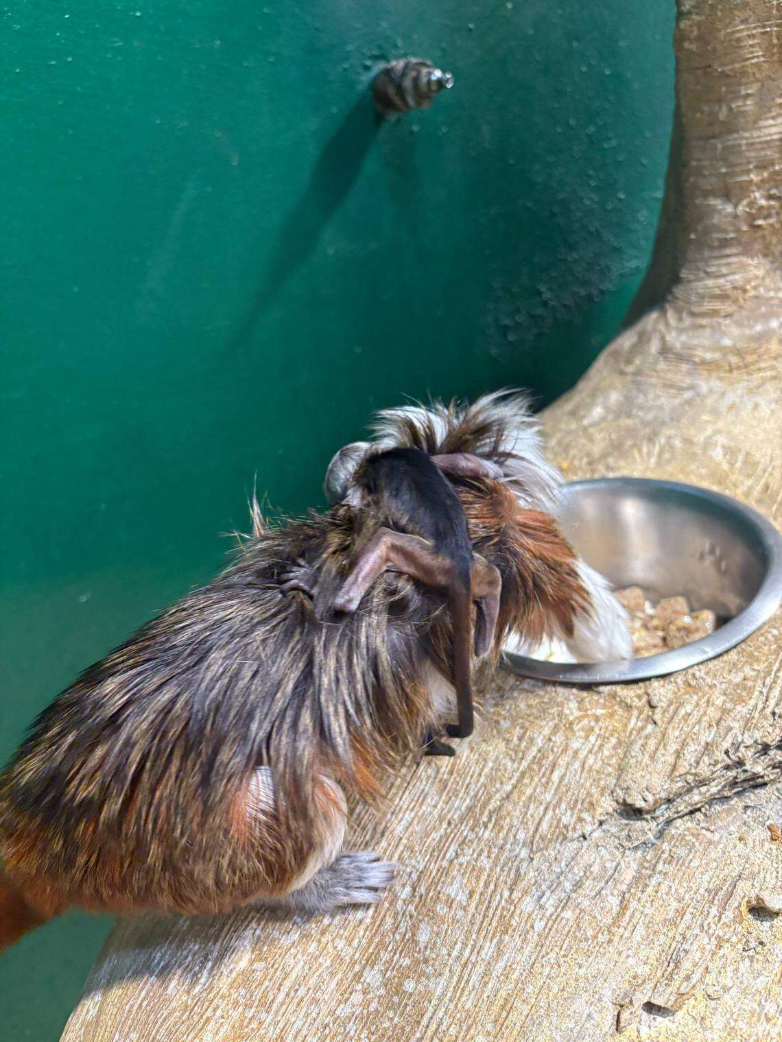 A baby cotton-top tamarin clinging to the fur of its parent.