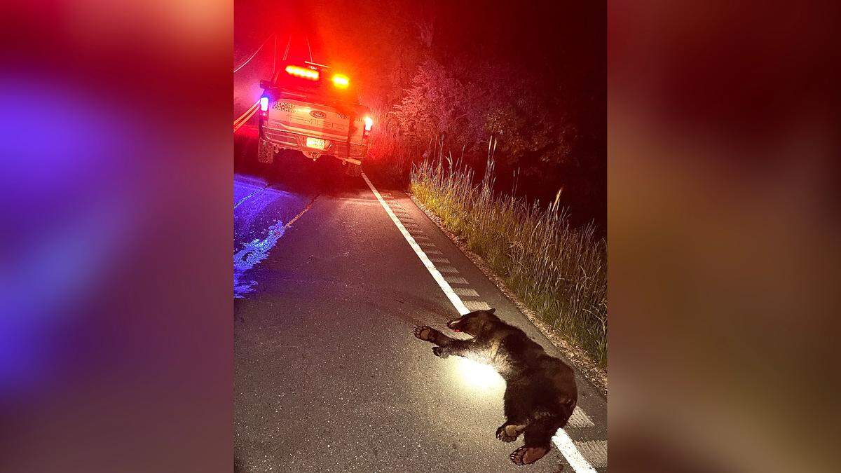 Missouri Department of Conservation officials said a bear was killed in a collision with a vehicle in Howell County, in southern Missouri, Sunday.