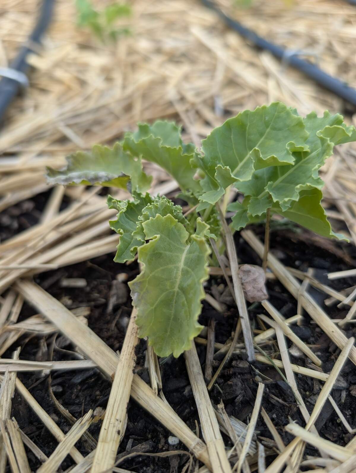 A struggling transplant in the garden.