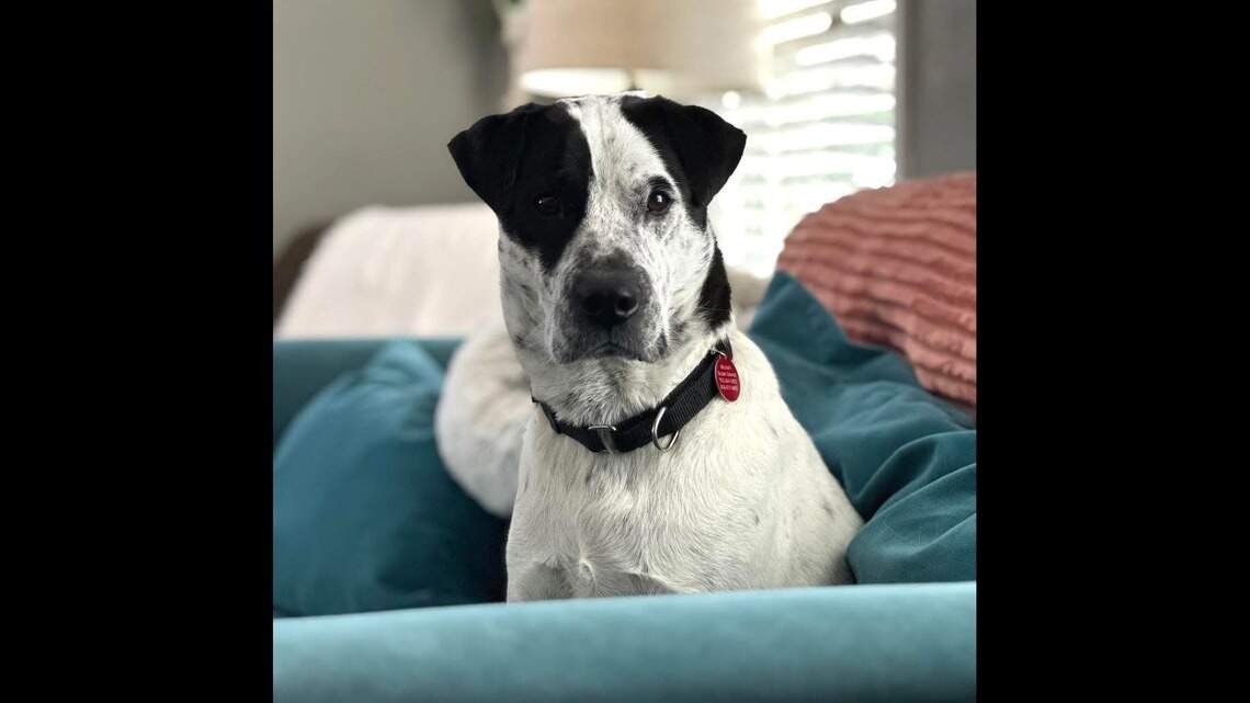 He’s 50% shar pei, 28% mini Aussie, 21% beagle and 100% love-bug. Meet this sweet dog