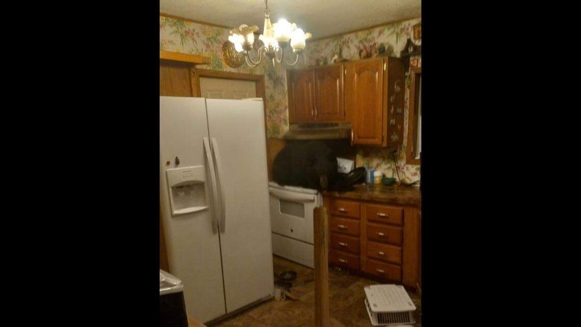 The bear was found on a stove in the kitchen of the home.