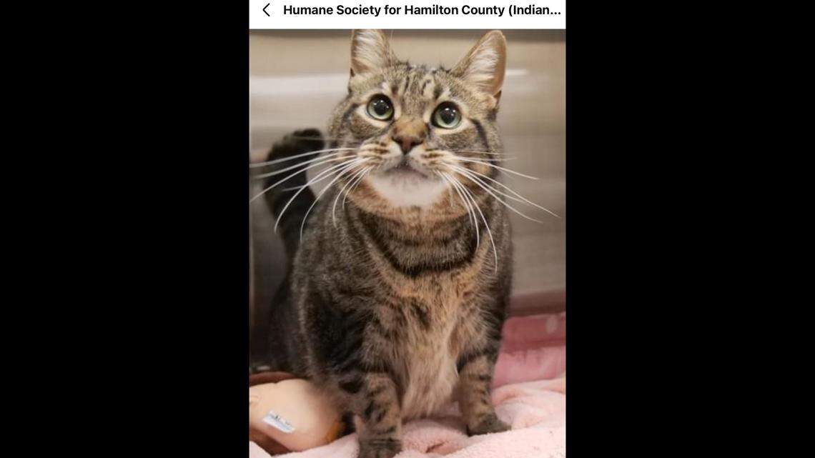 Sweet Stormy is very talkative once she gets to know you, according to her Indiana shelter.
