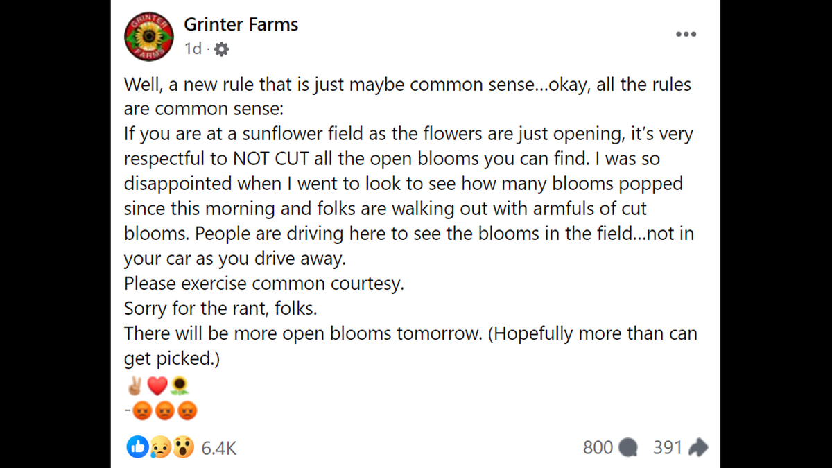 Grinter Farms, a popular destination for sunflower lovers during their short blooming season, asked visitors not to cut numerous open sunflowers in a Facebook post on Sunday, Sept. 1.