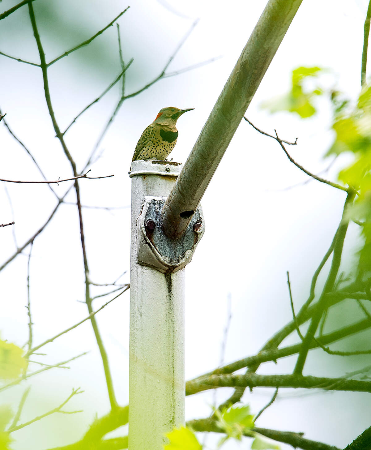 A male Northern Flicker woodpecker sits atop a metal light pole in Overland Park. The bird has been a regular at the pole where it bangs away making a racket in the neighborhood.