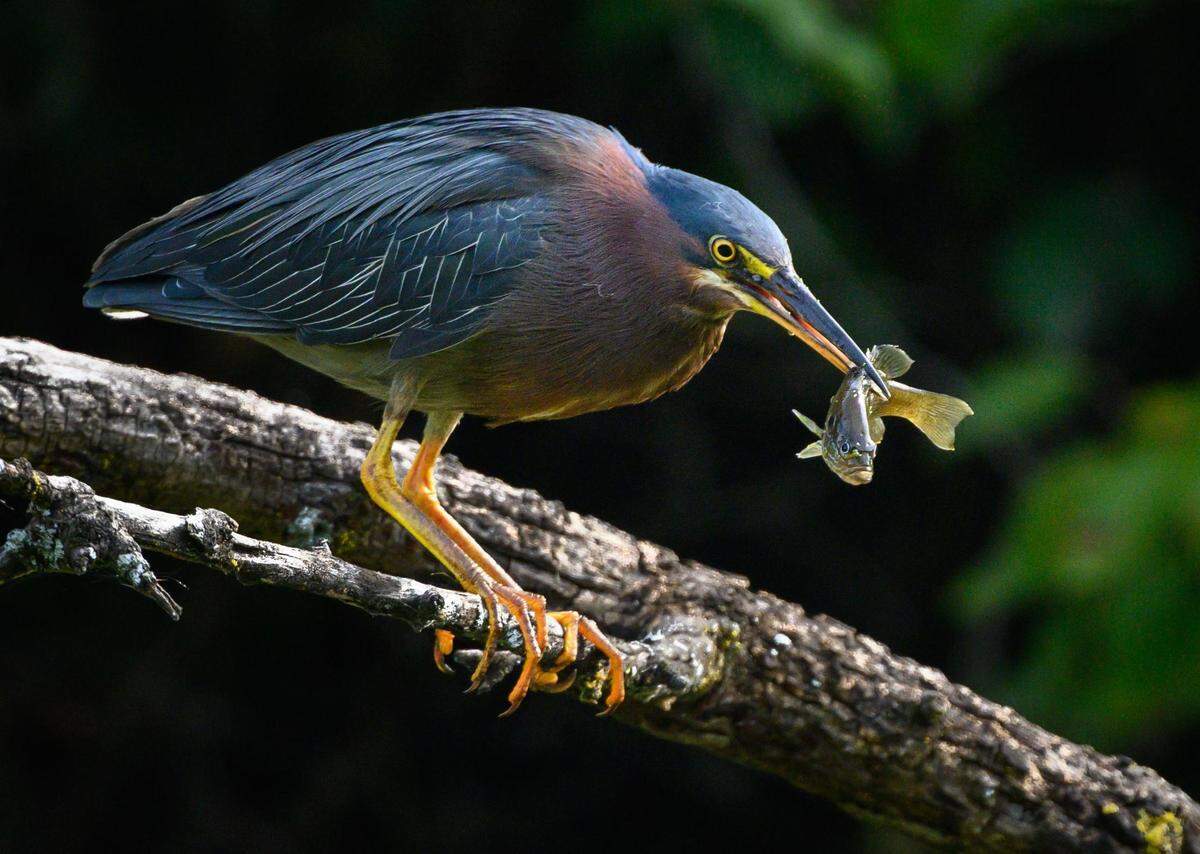 A green heron catches breakfast at Craig Crossing Park in Lenexa. Green herons migrate north into the Kansas City area in late spring, then head south again in the fall.