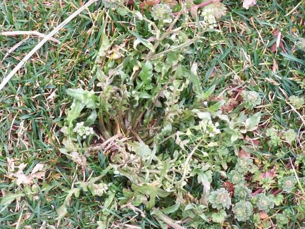Dandelion and henbit are weeds regularly seen in Kansas City gardens.
