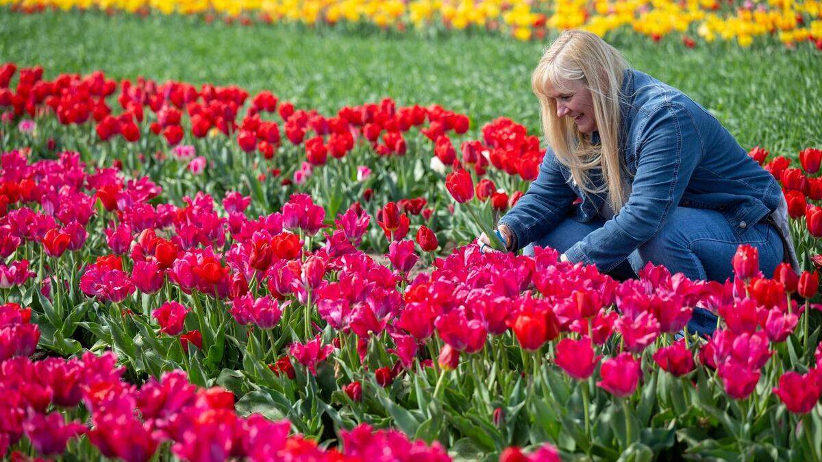 Lisa Woodruff of Leawood, Kansas, cuts a tulip from the field as she was touring the 12-acres filled with 1.5 million tulip bulbs which were blooming on the opening day of the Tulip Festival at the Fun Farm on Friday, April 5, 2024, in Kearney, Missouri.