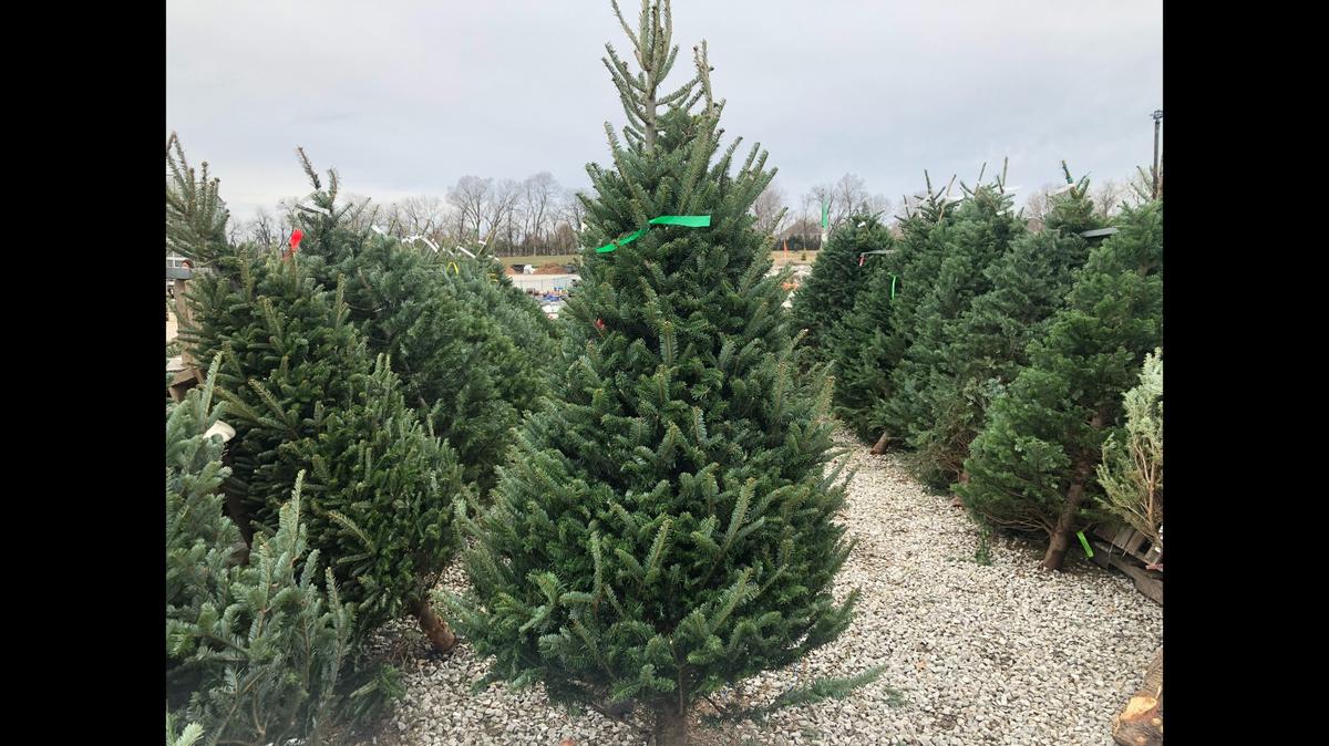 The Kuehl family will be on “team real” again this year at Christmas.