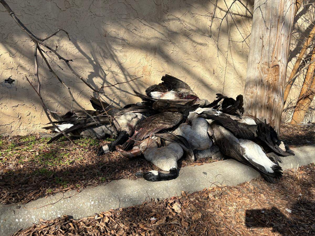 Over a dozen dead geese were found in a Kansas City parking lot on Sunday. The carcasses were located near the CVS at the intersection of 39th and Main. A Missouri Department of Conservation employee said they are unable to identify a suspect. Feb. 5, 2024.