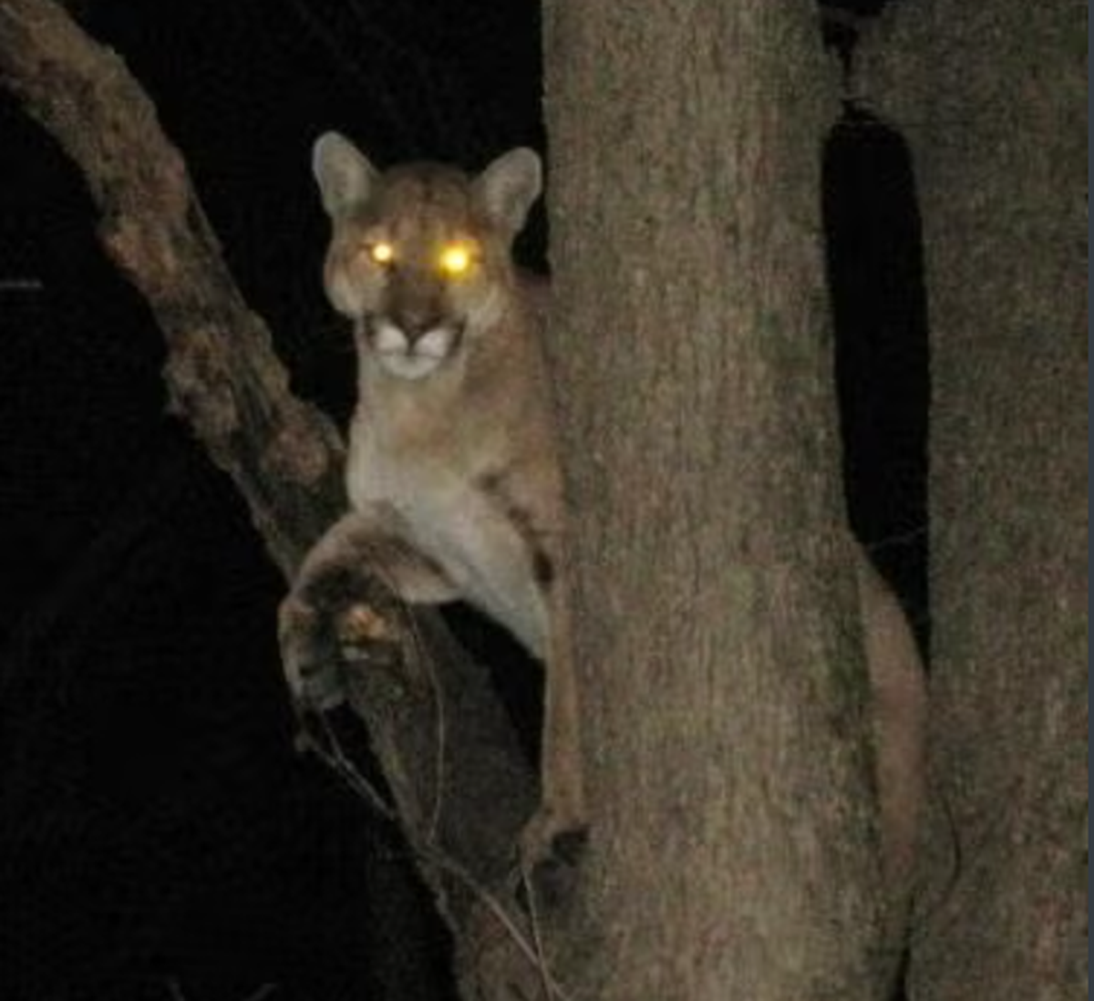 A Platte County man took this photo of a mountain lion in a tree on his property around 2010, according to the Missouri Department of Conservation.