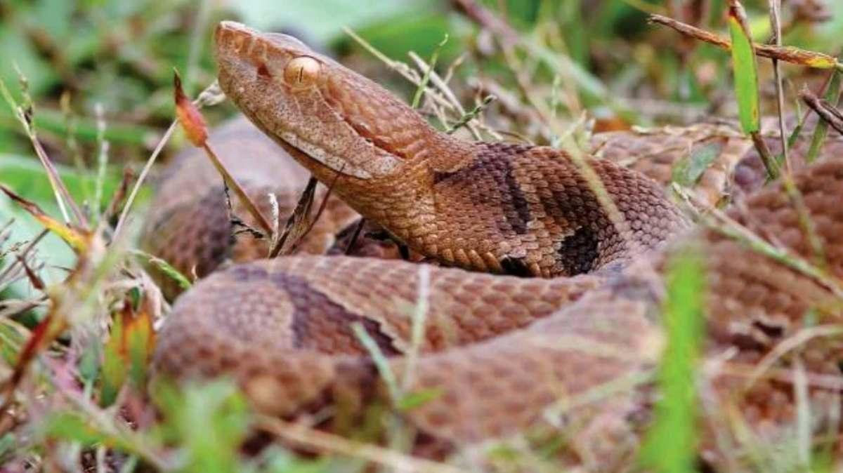 Helene may push venomous copperheads to SC homes. Here’s how to deal with them