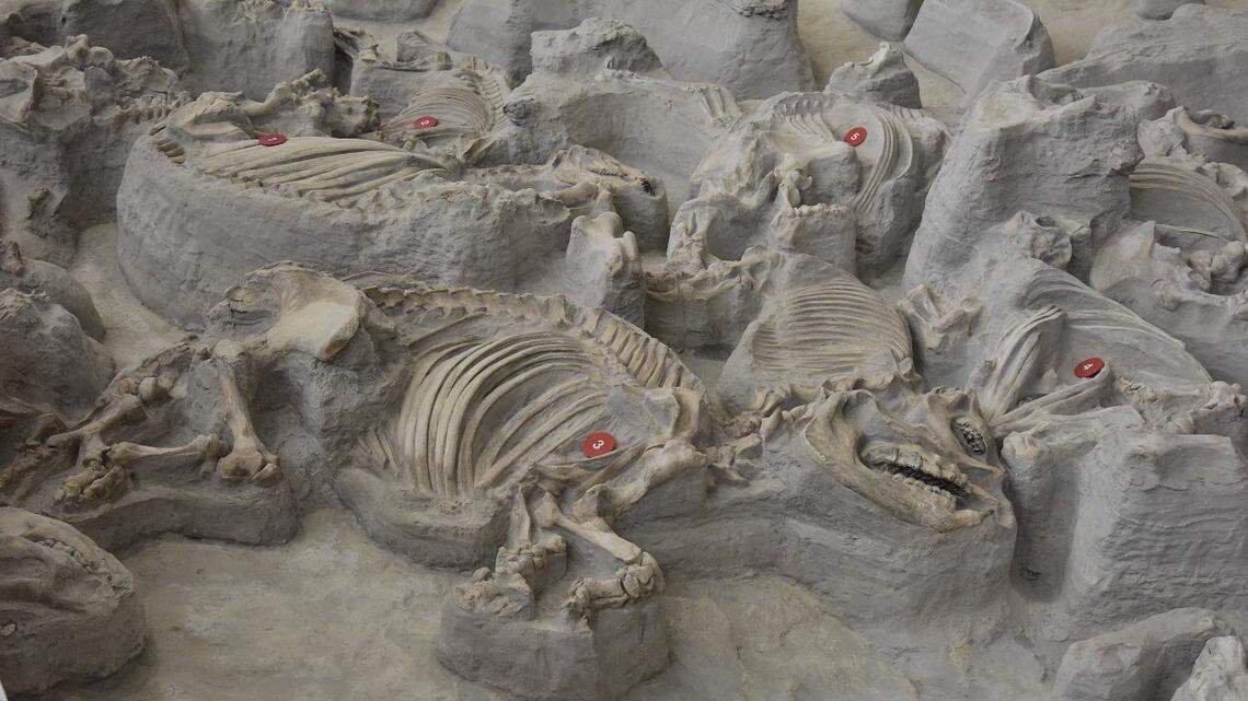 Prehistoric rhinos discovered in Nebraska in 1971 did not migrate even when their habitat was blanketed by volcanic ash, a new study finds.