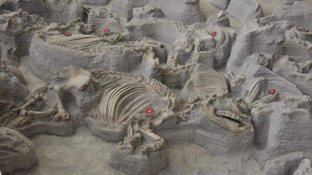 Prehistoric rhinos discovered in Nebraska in 1971 did not migrate even when their habitat was blanketed by volcanic ash, a new study finds.