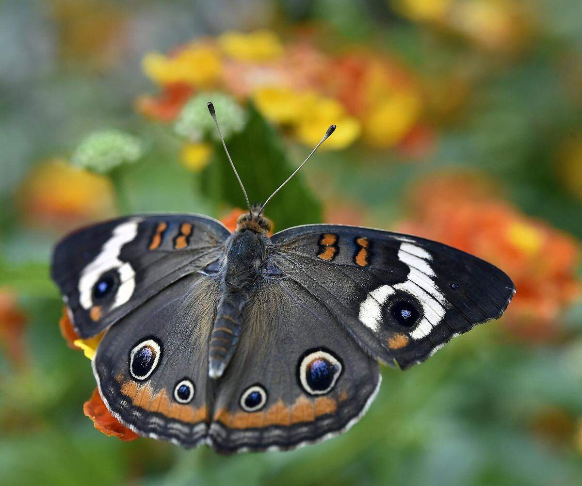 The buckeye butterfly will feel right at home during the Festival of Butterflies running July 22-Aug. 8 at Powell Gardens.