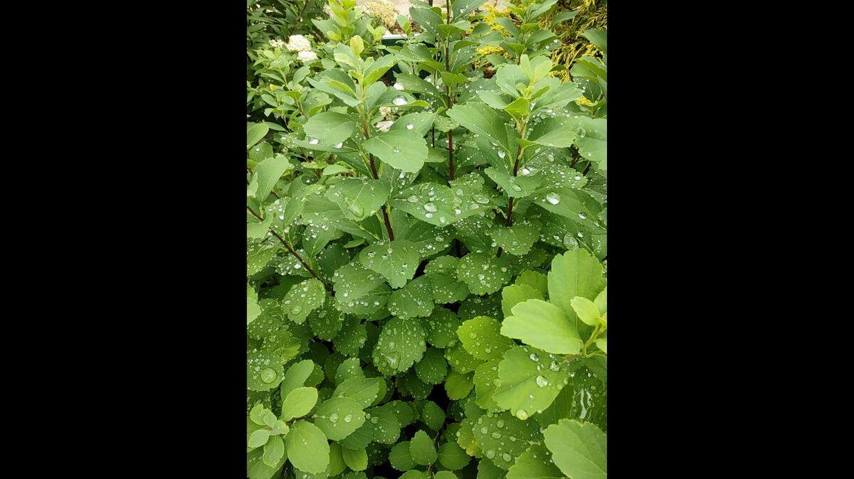 This spirea is in the Kansas State University Research and Extension demonstration gardens.