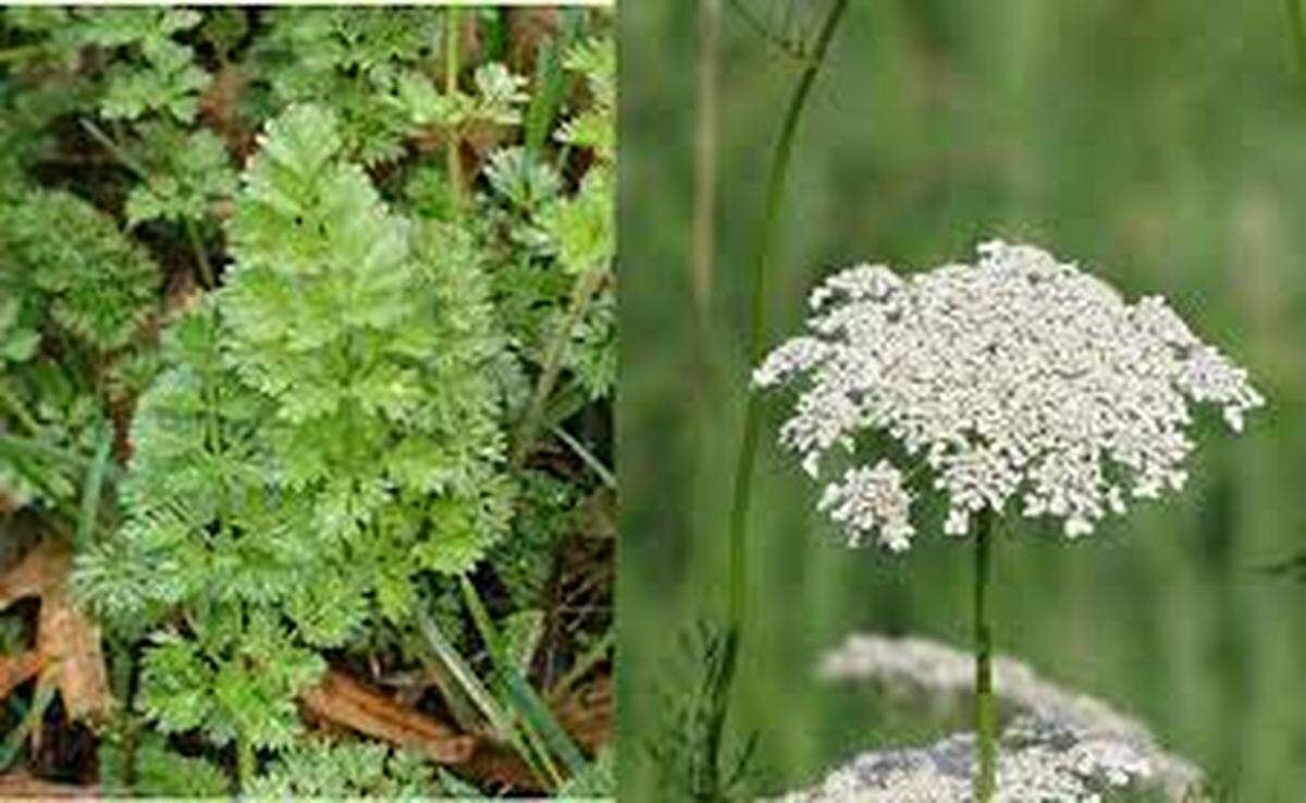 Poison hemlock