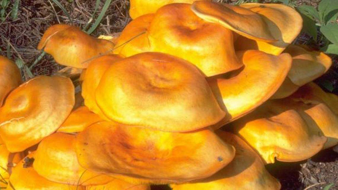 Jack-o’-lantern mushrooms are poisonous and will make you sick, experts say. They cluster near trees this time of year.