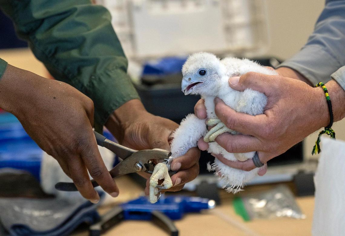 Chris Cain, left, an Urban Wildlife Biologist from Missouri Department of Conservation, clamps a band on the leg of peregrine falcon chick on Thursday, May 15, 2025, in Kansas City.