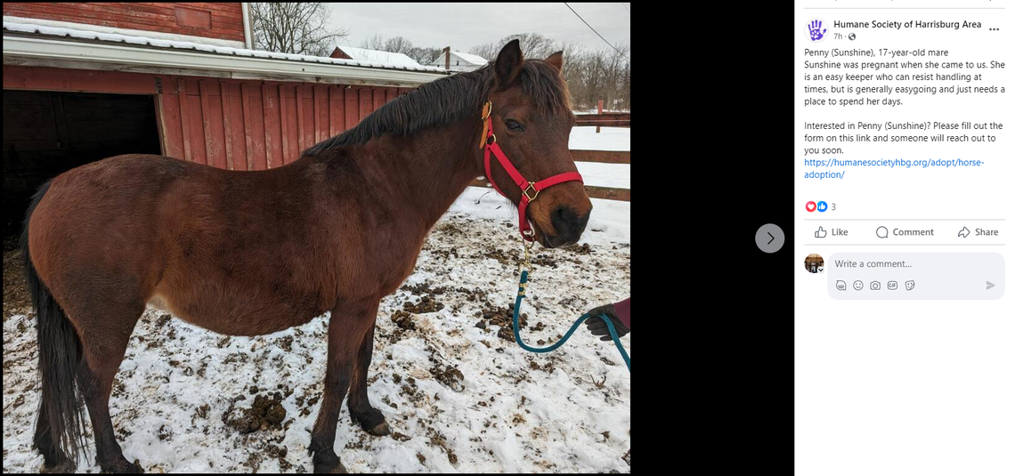 Penny (Sunshine) is described as an easygoing mare.