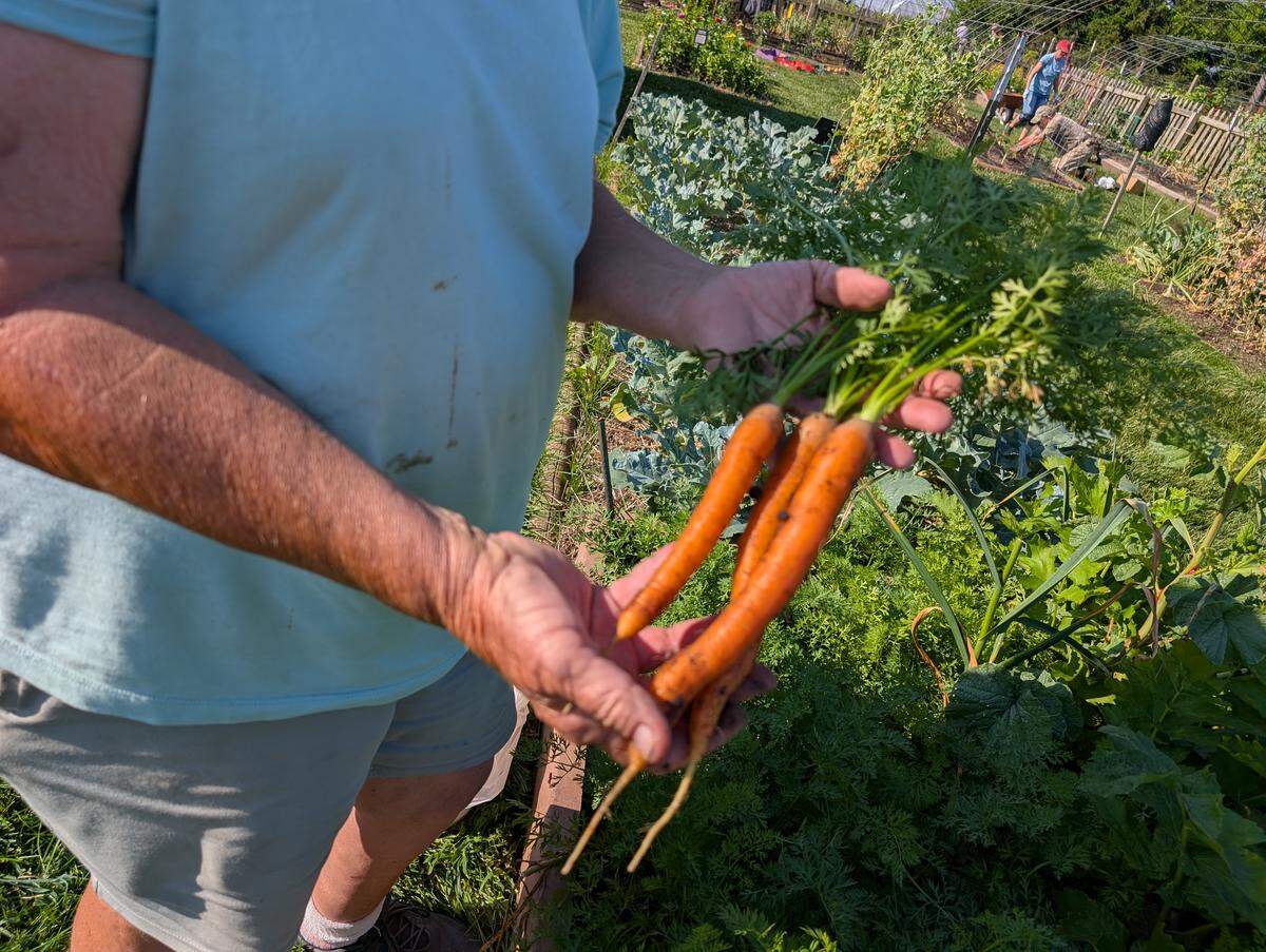 Fresh carrots harvested from the garden.