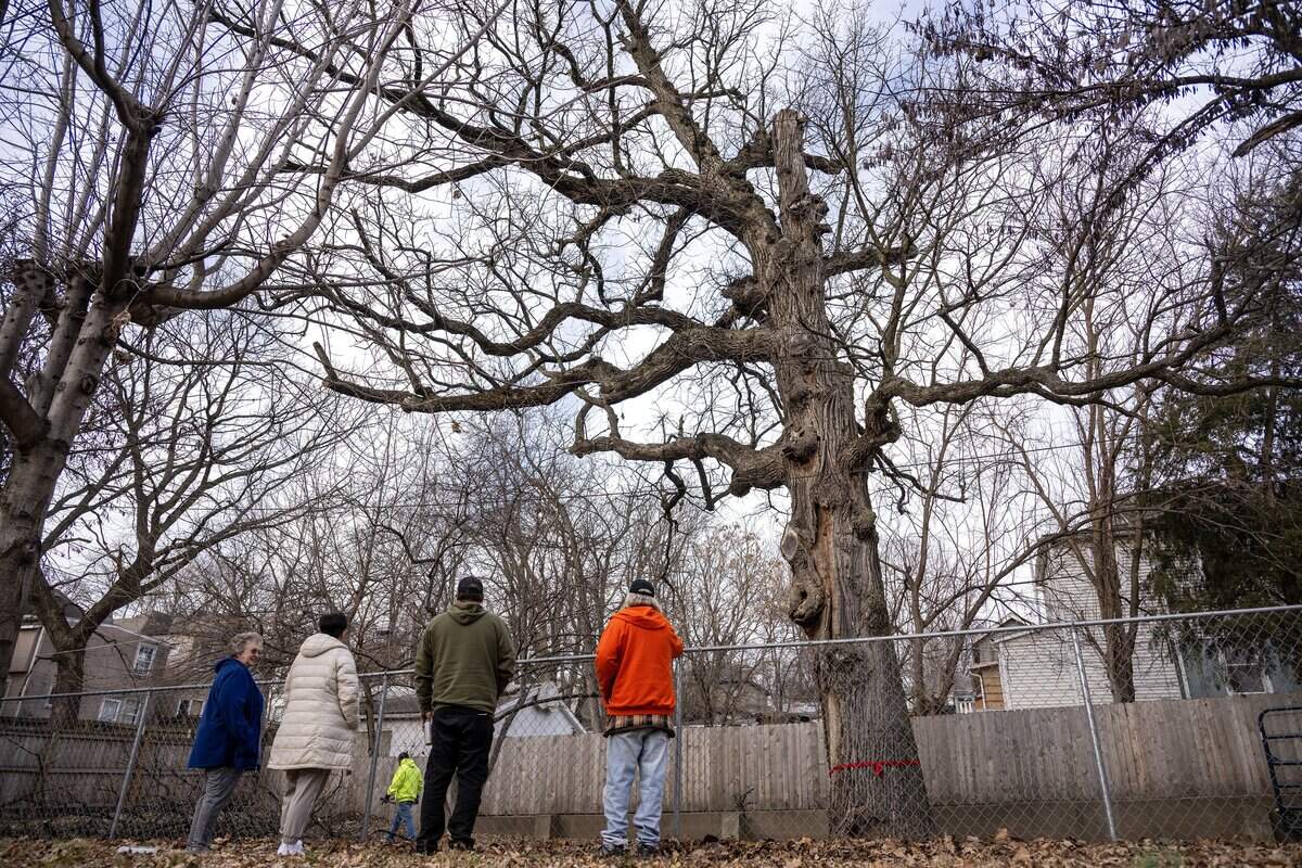 People gather on the sidewalk near a 250-year-old bur oak tree in the Northeast neighborhood on Tuesday, Jan. 13, 2026, in Kansas City, ahead of its removal.