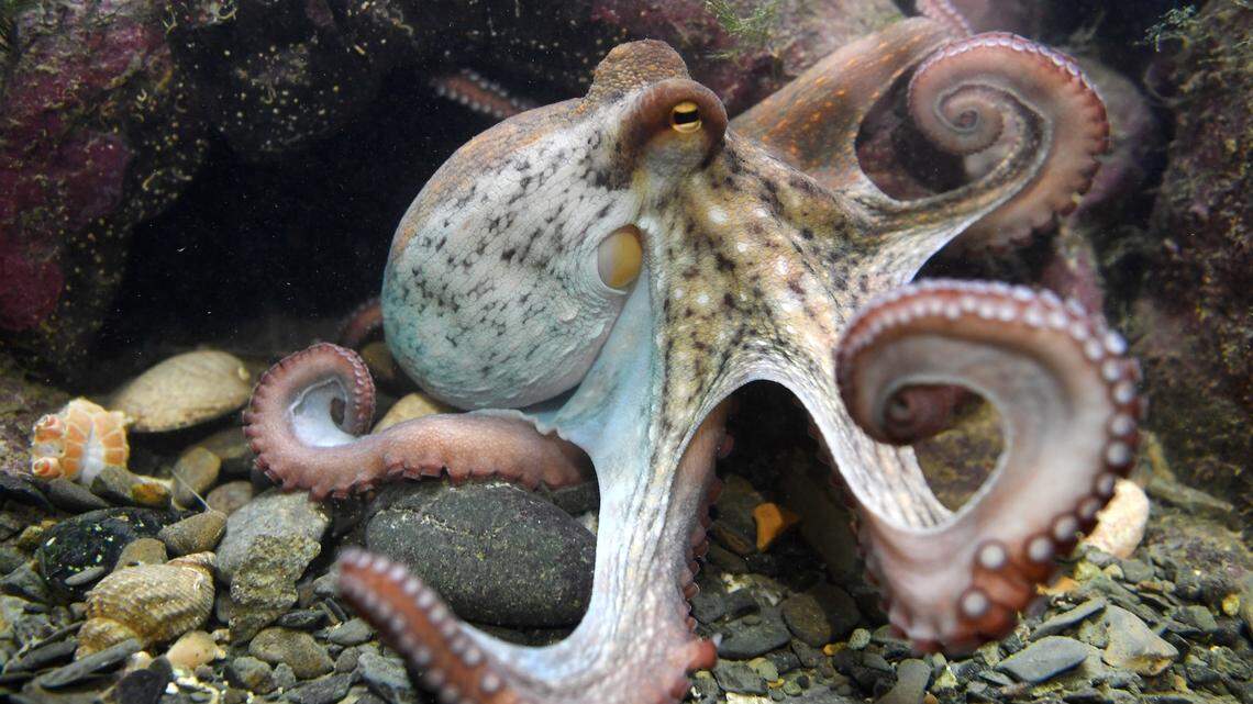 Inky the Octopus Pulled Off the Most Daring Aquarium Escape