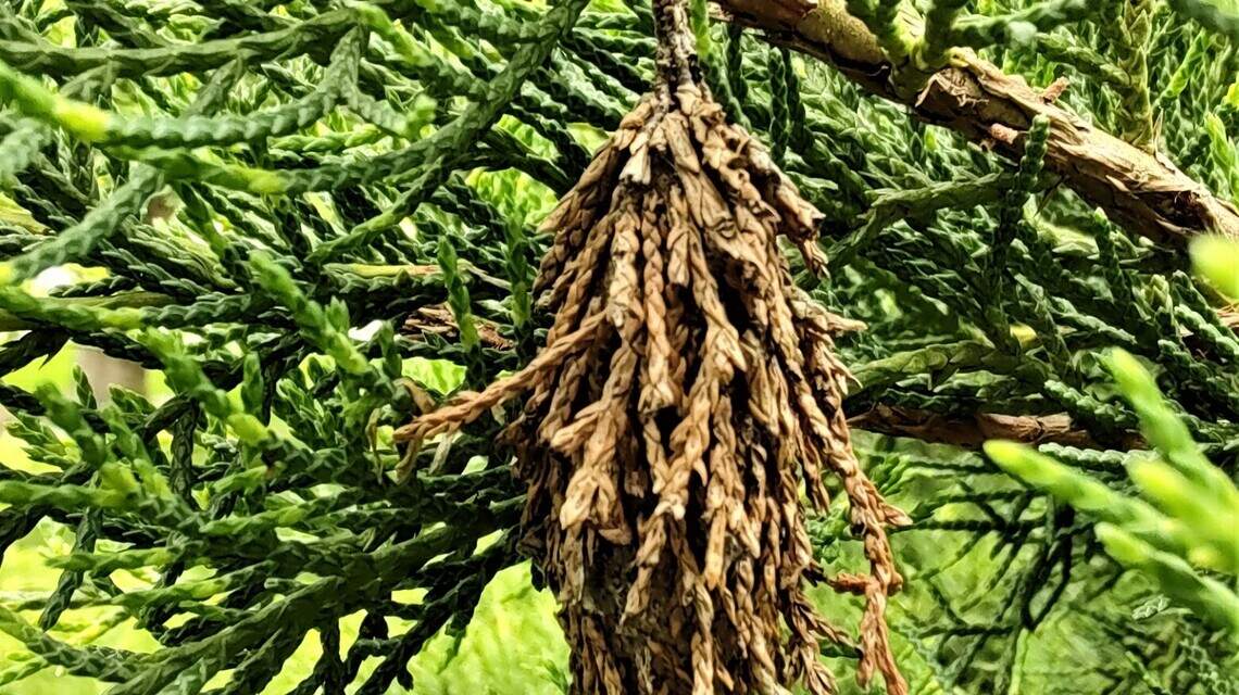 Bagworms are destroying Kansas City plants. Now’s the time to act. Here’s what to do