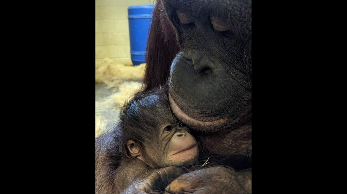 A critically endangered male Bornean orangutan was born May 8, 2023, to mother Jodie at the Kansas City Zoo, officials said.
