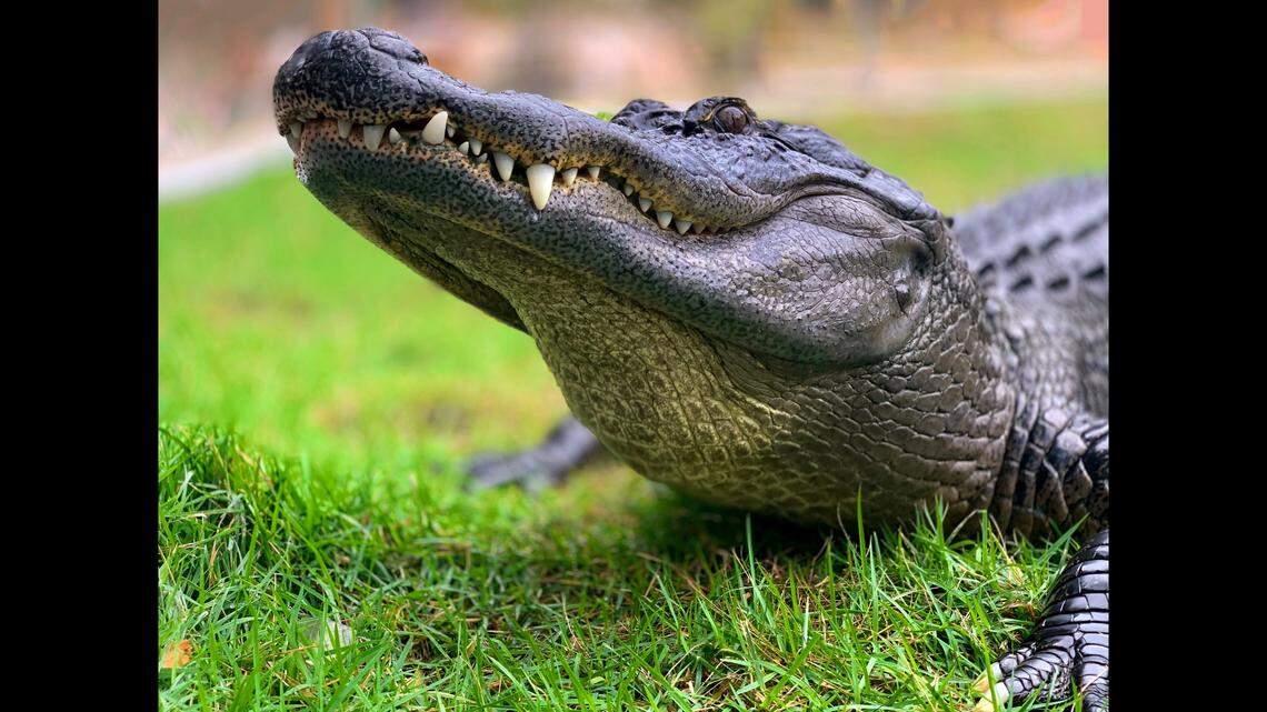 Officials are searching for an alligator (not the one pictured) on the loose in Ohio.