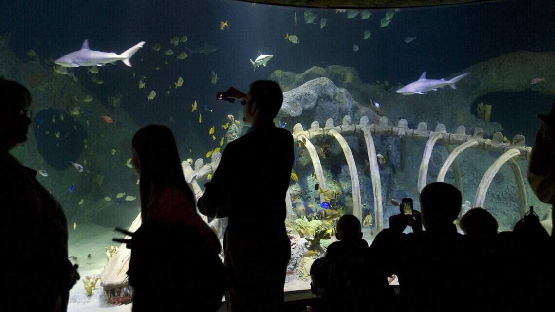 Sea Life needs help to name three new sharks after your favorite Kansas City athletes