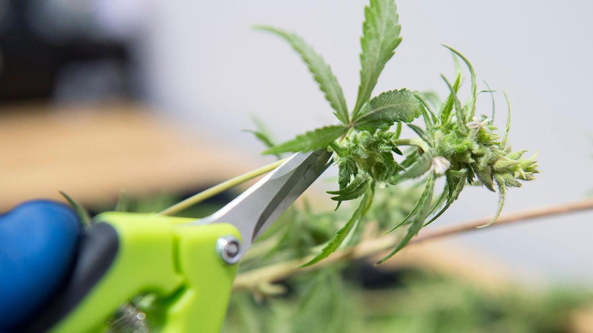 Missouri lawmakers passed a bill that would eliminate most of the state’s hemp businesses. 