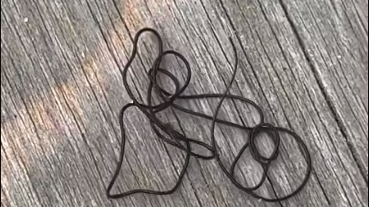 A horsehair worm was spotted along Mille Lacs Lake in Minnesota, and some people say it’s giving them nightmares.